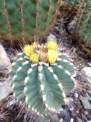 Astrophytum.jpg