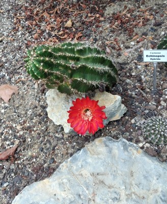 Echinopsis hybr.jpg