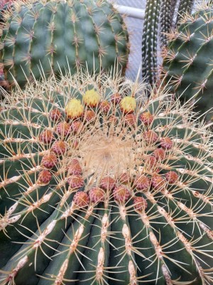 Ferocactus histrix.jpg