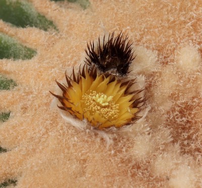 und - noch vergessen - Echinoc. grusonii &quot;inermis&quot;