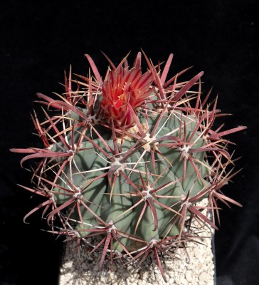 IMG_3267-a.jpg (621.58 KiB) 11781 mal betrachtet Feroc. chrysacanthus subsp. grandiflorus / Sierra Sana Clara