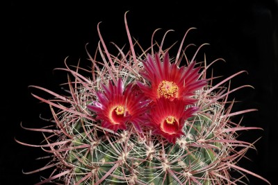 IMG_3212-a.jpg (525.9 KiB) 11781 mal betrachtet Feroc. (gracilis subsp.) gatesii