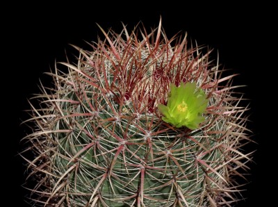 Feroc. viridescens subsp. littoralis / Meling Ranch