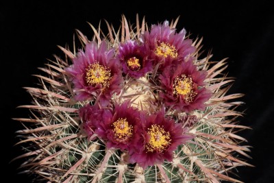 IMG_3322-a.jpg (418.67 KiB) 11781 mal betrachtet Feroc. fordii subsp. borealis