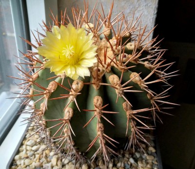 Feroc_lindsayi_210523_154858.jpg (430.73 KiB) 11781 mal betrachtet Feroc. lindsayi (noch im Winterquartier)