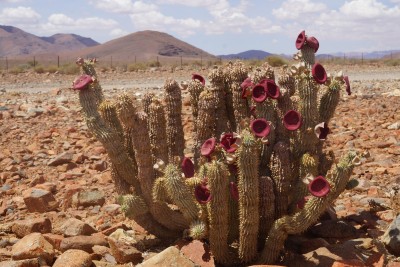 Hoodia gordonii.jpg