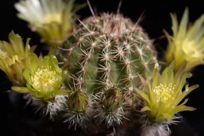 Echinocereus viridiflorus 'Jewel' WB20210602 154119.jpg