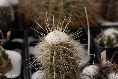 Echinocereus russanthus ssp. weedini WB20210208 131236.jpg