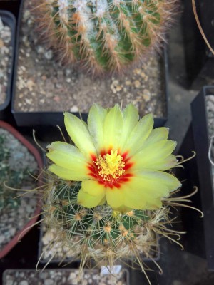 Hamatocactus setispinus.jpg