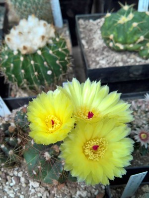 Notocactus ottonis3.jpg