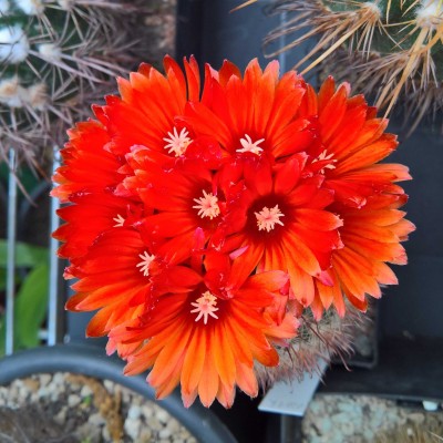 Parodia rubellihamata1.jpg