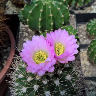 Acanthocalycium violaceum P 110-1.jpg