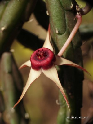 Huernia procumbens.JPG