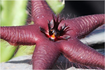 Stapelia 19 vetula3 klein.JPG