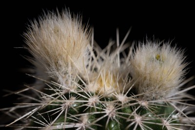 Echinocereus reichenbachii albispinus WB20210614 172926.jpg