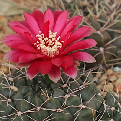 Gymnocalycium_baldianum.JPG