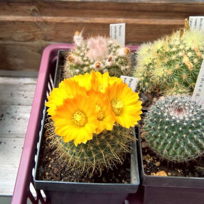 Parodia aureispina1.jpg