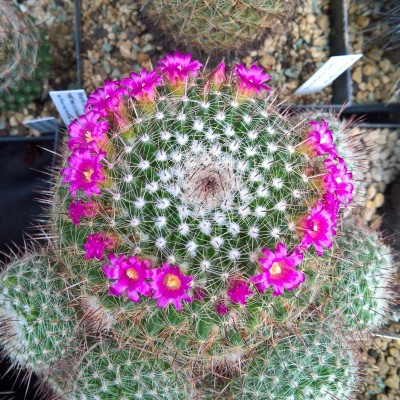 Mammillaria varieaculeata1.jpg