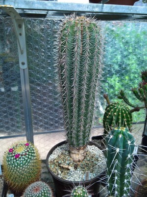 pachycereus pringlei1.jpg