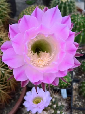 Echinopsis oxygona v.grandiflora 1.jpg