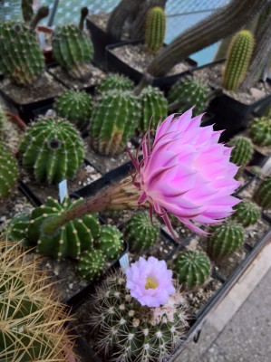 Echinopsis oxygona v.grandiflora.jpg