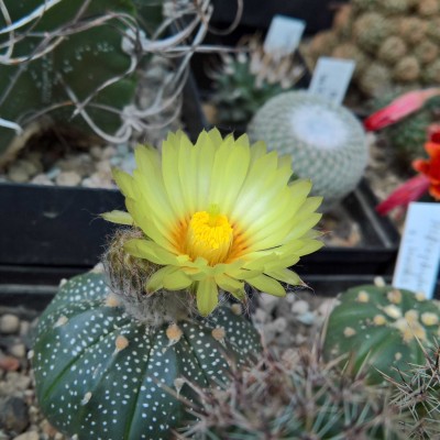 Astrophytum asterias.jpg