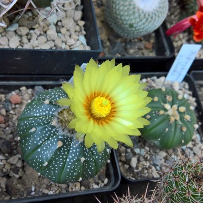 Astrophytum asterias2.jpg