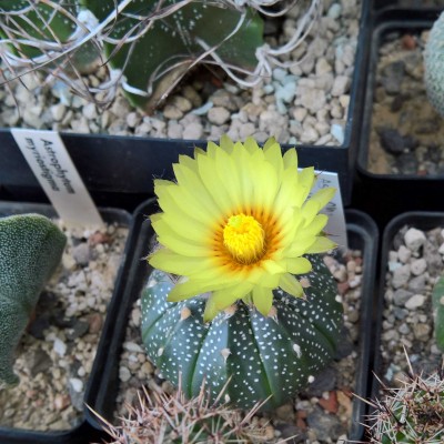 Astrophytum asterias3.jpg