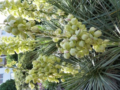 Yucca glauca Blüten (600x800).jpg