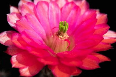 Echinocereus triglochidiatus f. inermis X 'Panayotii' WB 4.jpg