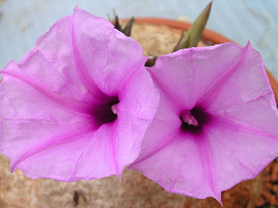 Ipomoea bolusiana b.jpg