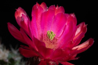 Echinocereus triglochidiatus f. inermis X 'Panayotii' WB 3.jpg