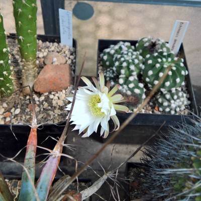 Echinopsis denudata.jpg