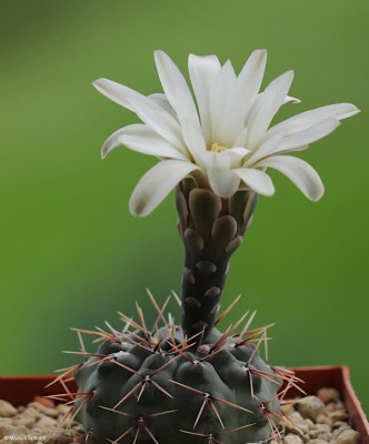 VoS_10-798_Gymnocalycium_kuehhasii.JPG