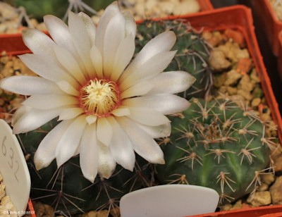 VoS_10-810_Gymnocalycium_frankianum_aff_[2]..JPG