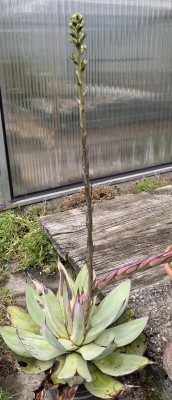 15363.JPG (331.23 KiB) 19354 mal betrachtet der zweite Blütenstand gibt sich alle Mühe