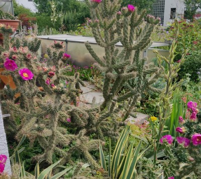 cylindropuntia-imbricata.jpg