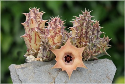 Huernia rosea sechszipfelig klein.JPG