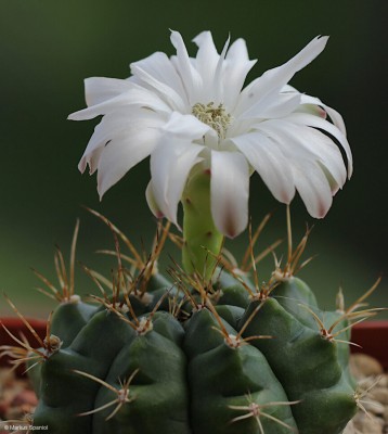 VoS_09-525_Gymnocalycium_anisitsii .JPG