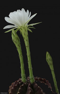 Echinopsis_subdenudata_[2].JPG