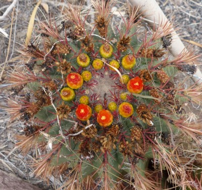 ferocactus steinesii (800x751).jpg