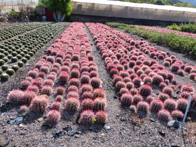 Ferocactus steinesii v. pilosus, Feld (800x600).jpg