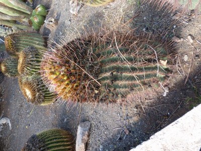 Ferocactus emeroyi 1 (600x800).jpg