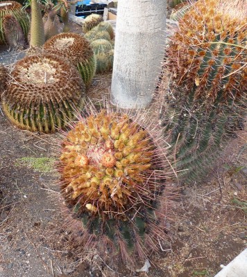 Ferocactus rectispinus (711x800).jpg