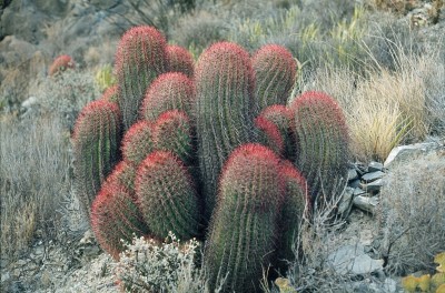 Ferocactus steinesii Nordmexiko (800x528).jpg