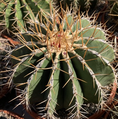 F. schwarzii