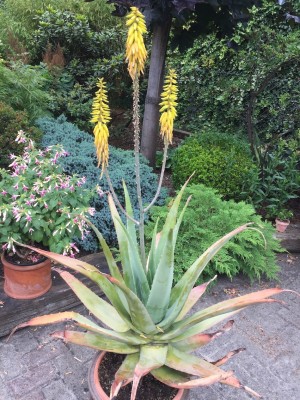 IMG_8979 Kopie.jpg (645.8 KiB) 14239 mal betrachtet Hat scho im Sommer 2021 geblüht