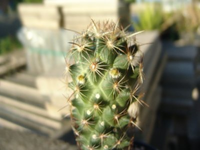 DSC00070_.JPG