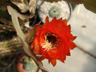 Trichocereus huascha (rot, 1. Tag).JPG