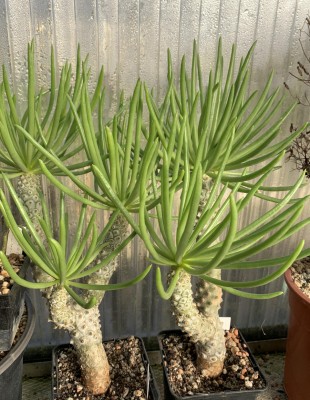 Tylecodon wallichii